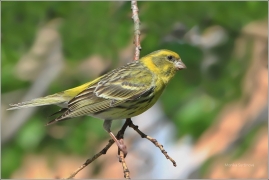 <p>ZVONOHLÍK ZAHRADNÍ - sameček (Serinus serinus) ----- /European serin - Girlitz/</p>